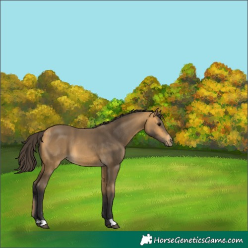 Horse Color:Buckskin
