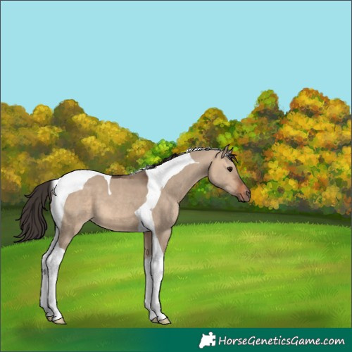 Horse Color:Bay Dun Tobiano