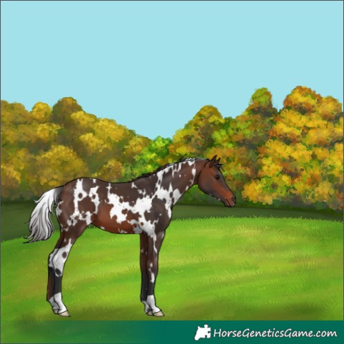 Horse Color:White Spotted Brown