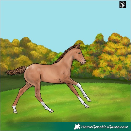 Horse Color:Gold Champagne Tobiano 