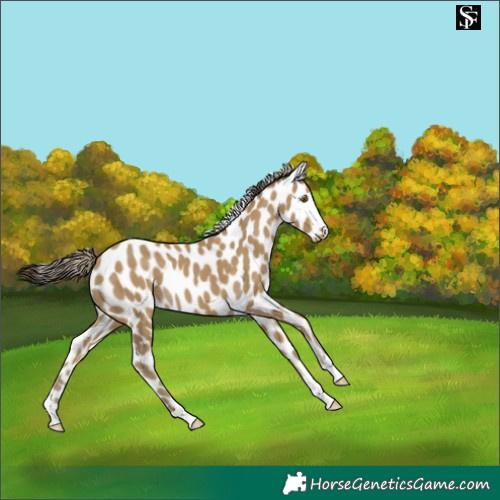Horse Color:Classic Cream Champagne Skewed LP Spotted 