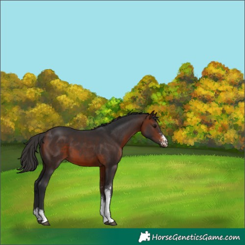 Horse Color:Bay Sabino