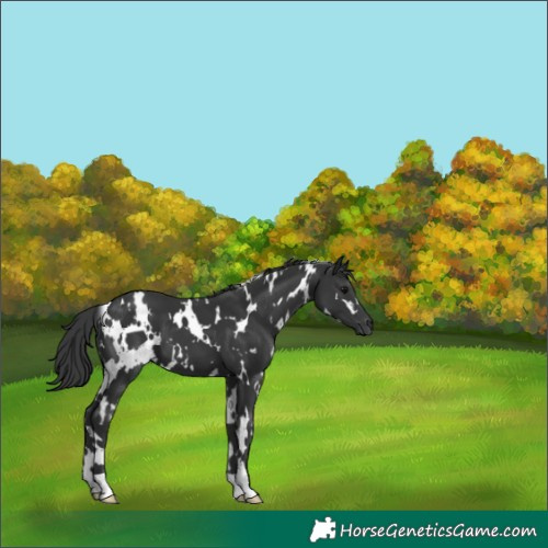 Horse Color:White Spotted Black