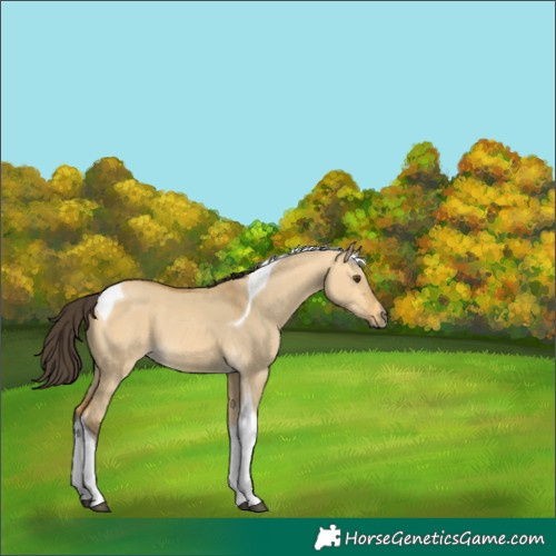 Horse Color:Buckskin Dun Tobiano 