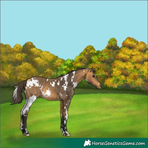 Horse Color:White Spotted Buckskin