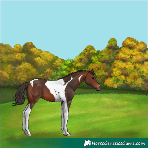 Horse Color:Bay Tobiano