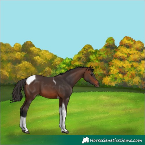 Horse Color:Brown Tobiano