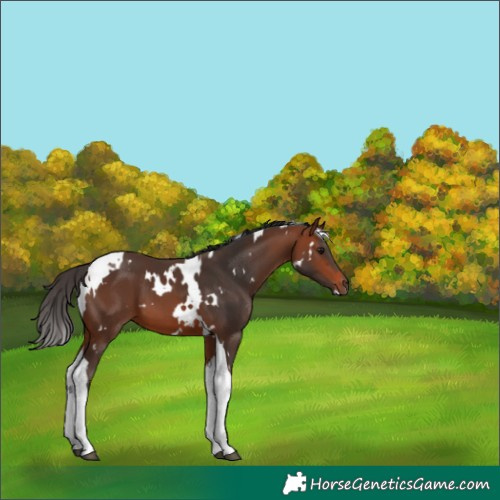 Horse Color:White Spotted Bay Tobiano