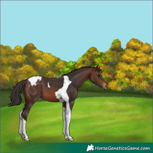 Horse Color:Brown Tobiano Blanket