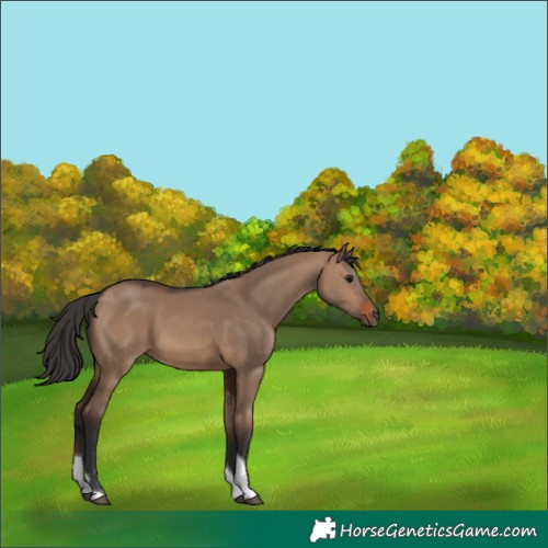 Horse Color:Brown Dun Tobiano