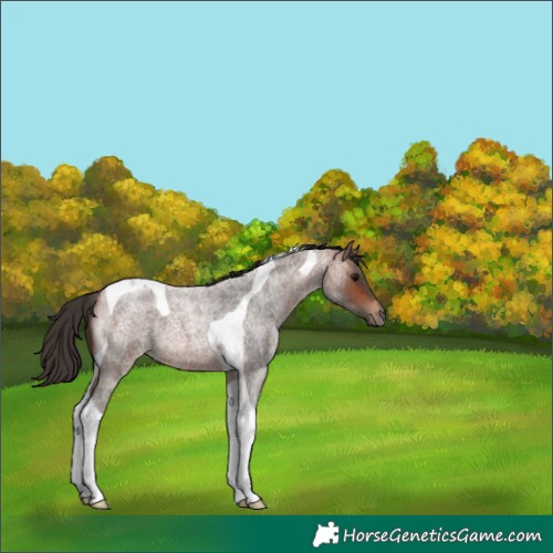 Horse Color:Bay Roan Tobiano 