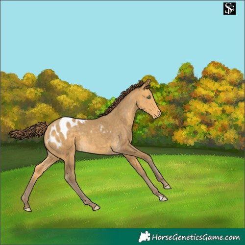 Horse Color:Amber Cream Champagne Skewed LP Spotted