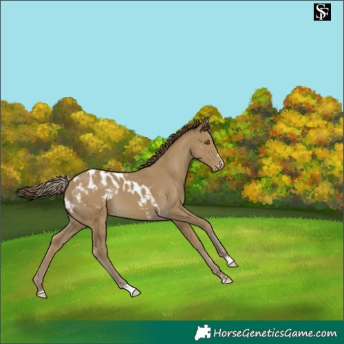 Horse Color:Classic Cream Champagne Skewed LP Spotted 