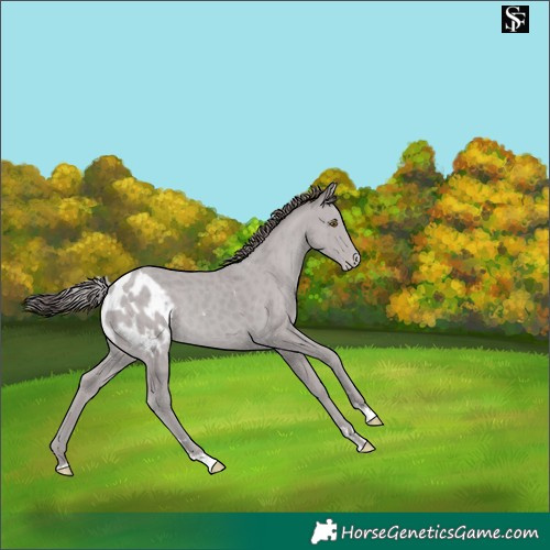 Horse Color:Platinum Classic Cream Champagne Skewed LP Spotted