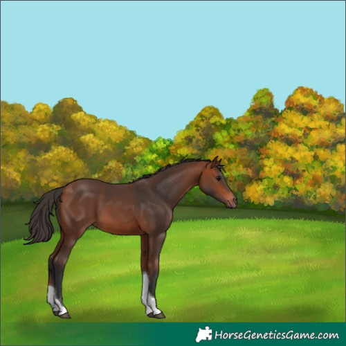 Horse Color:Bay Tobiano