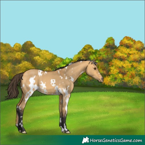 Horse Color:White Spotted Buckskin Dun 