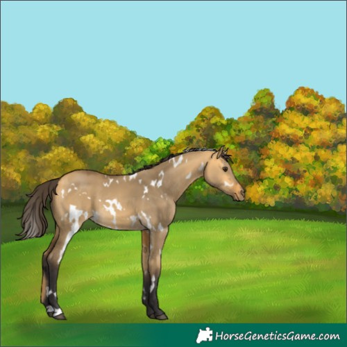 Horse Color:White Spotted Buckskin Dun