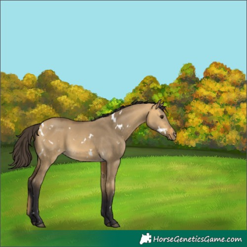Horse Color:White Spotted Buckskin Dun