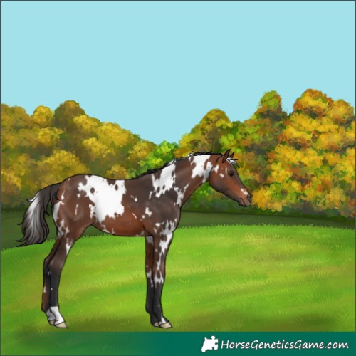 Horse Color:White Spotted Bay 