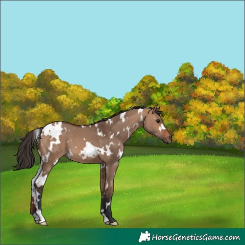 Horse Color:White Spotted Bay Dun