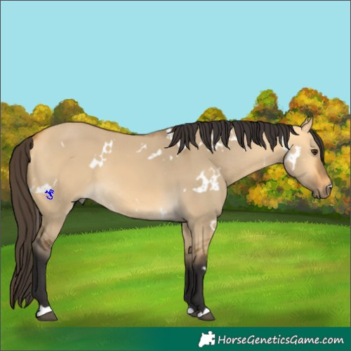 Horse Color:White Spotted Buckskin Dun
