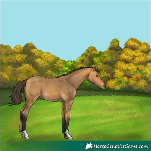 Horse Color:Buckskin