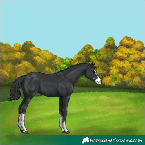 Horse Color:Black Sabino 