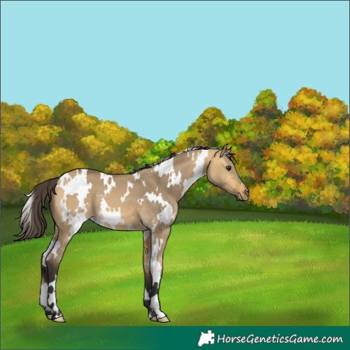Horse Color:White Spotted Buckskin Dun 