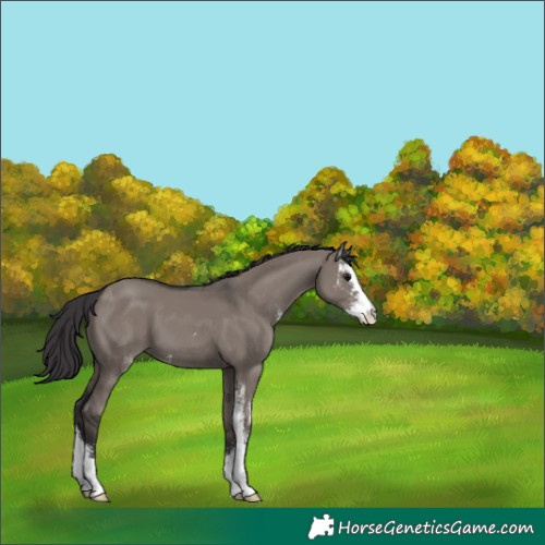 Horse Color:Smoky Grullo Sabino