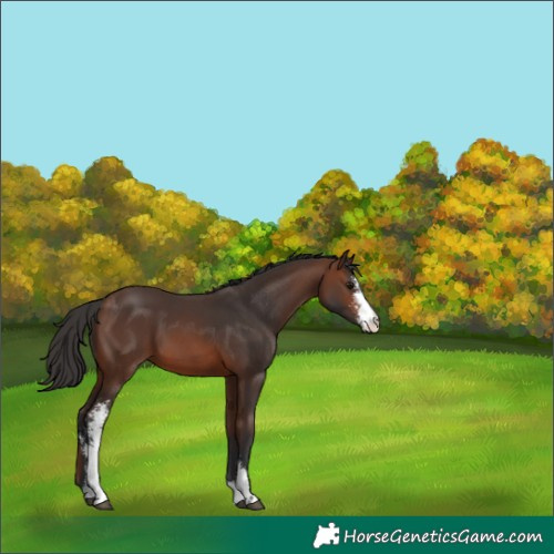 Horse Color:Brown Sabino