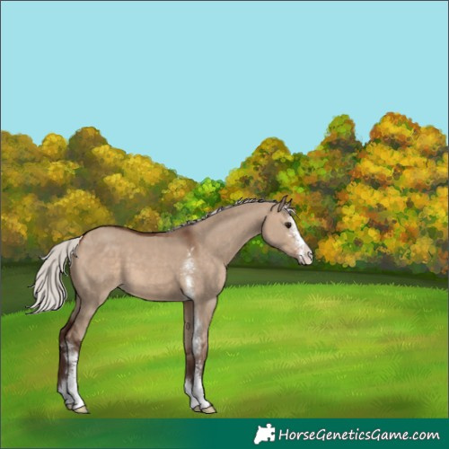 Horse Color:Silver Brown Dun Sabino 