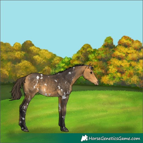 Horse Color:White Spotted Buckskin 