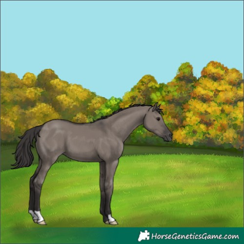 Horse Color:Smoky Grullo 