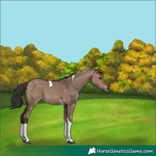 Horse Color:Brown Dun Tobiano