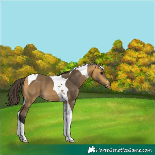 Horse Color:Buckskin Tobiano 