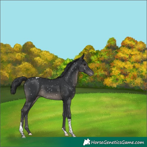 Horse Color:Black Tobiano Snowflake Varnish