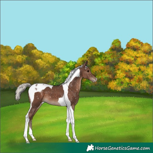 Horse Color:Silver Black Tobiano Snowflake Varnish