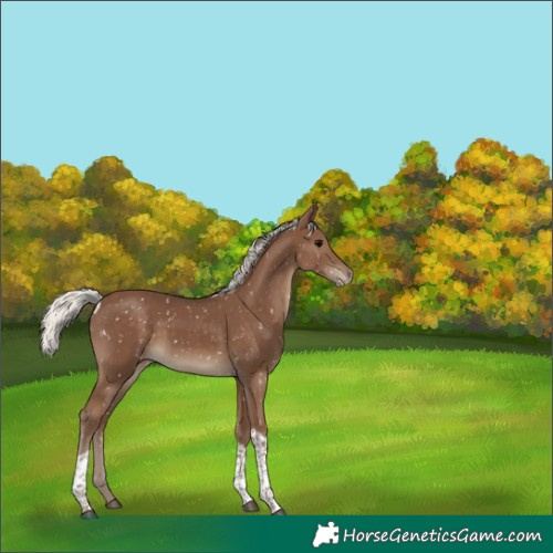 Horse Color:Silver Black Tobiano Snowflake Varnish