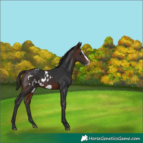 Horse Color:Brown Splash Frame Skewed LP Spotted