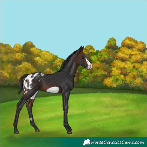 Horse Color:Brown Frame Skewed LP Spotted 