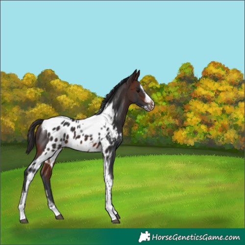 Horse Color:Brown Splash Tobiano Frame Skewed LP Spotted