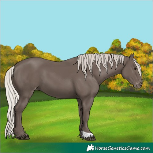 Horse Color:Silver Black Varnish 