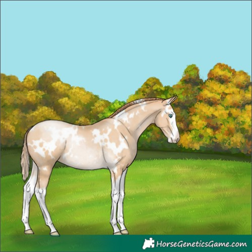 Horse Color:White Spotted Smoky Black Pearl Splash 