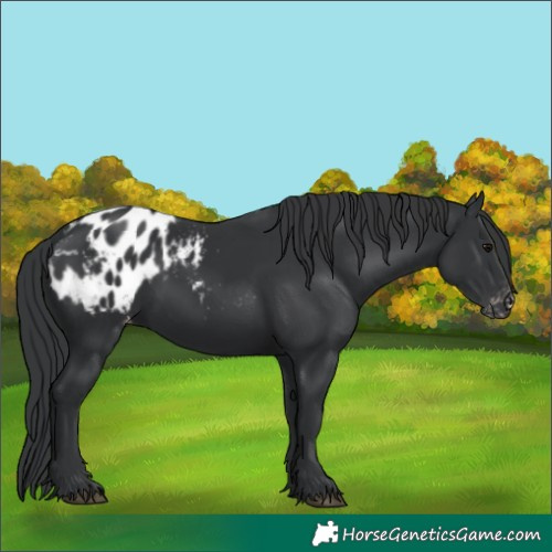 Horse Color:Black Blanket 