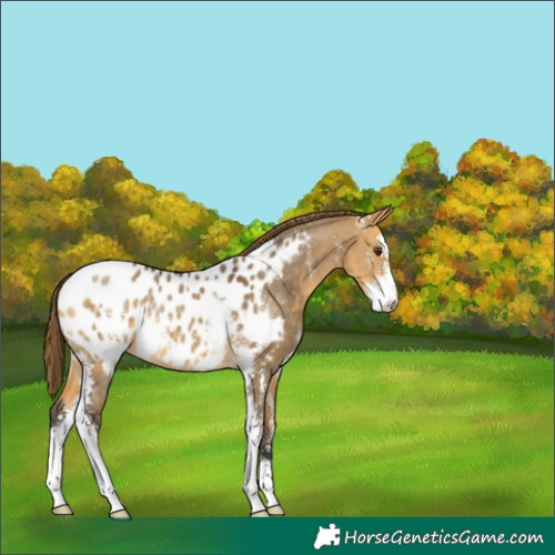 Horse Color:Buckskin Dun Sabino Blanket Rabicano