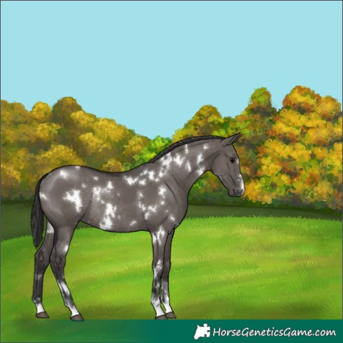 Horse Color:White Spotted Smoky Grullo Rabicano 