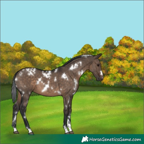 Horse Color:White Spotted Brown Dun