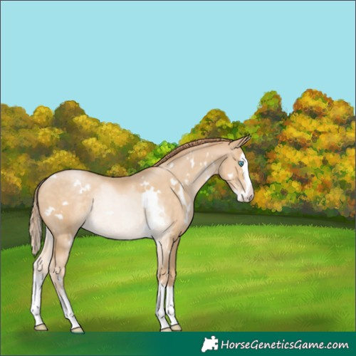 Horse Color:White Spotted Buckskin Pearl Splash Rabicano 