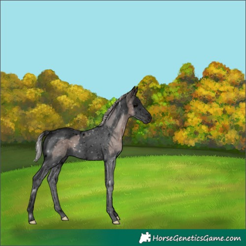 Horse Color:Void Silver Black Splash Tobiano 