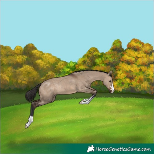 Horse Color:Brown Dun Rabicano 